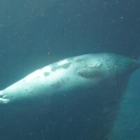Spotted Seal