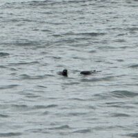 Sea Otters