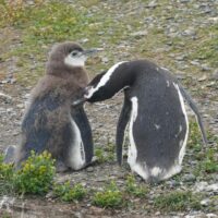 Grooming