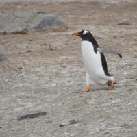 Waddle