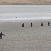 Many Birds