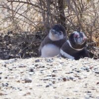 Nesting